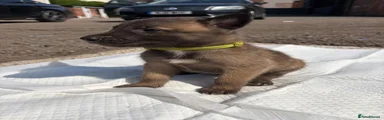 Belgian Shepherd Dog 6