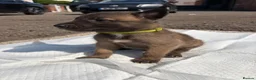 Belgian Shepherd Dog dogs for sale: Mali puppies  in Bishop Auckland - Advert 24