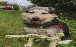 Mixed Breed dogs for adoption: 💙🐶 THEO 🐶💙 - Image 16