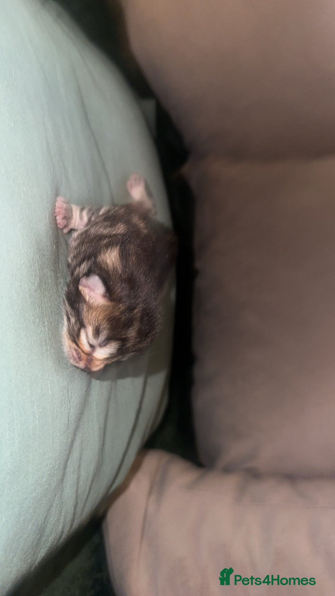 Maine Coon cats for sale: Maine coon x British short haired - Image 4