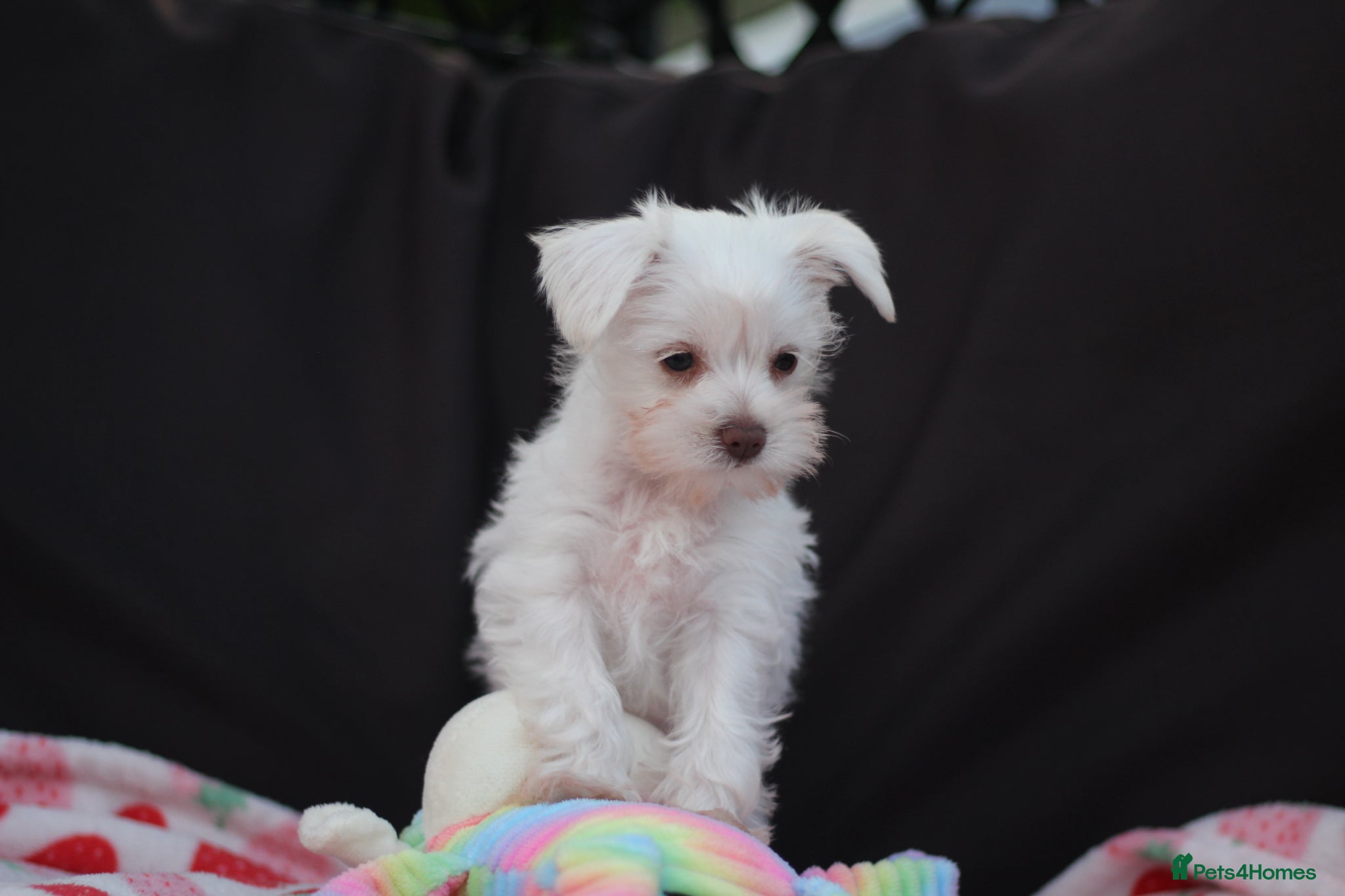 Miniature Schnauzer dogs 🐾 CHOCOLATE GENE KC MINIATURE SCHNAUZER 🐾 - Advert 1