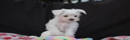 Miniature Schnauzer dogs for sale: 🐾 CHOCOLATE GENE KC MINIATURE SCHNAUZER 🐾 - Advert 4