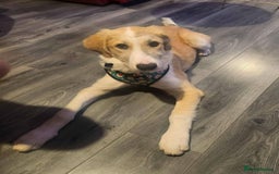 Mixed Breed dogs for sale: 💛🐾 Lovely Lisa 🐾💛 - Image 18