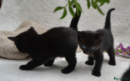 Mixed Breed cats for sale: Beatiful Maine-Coone/Bombay Kittens - Image 11
