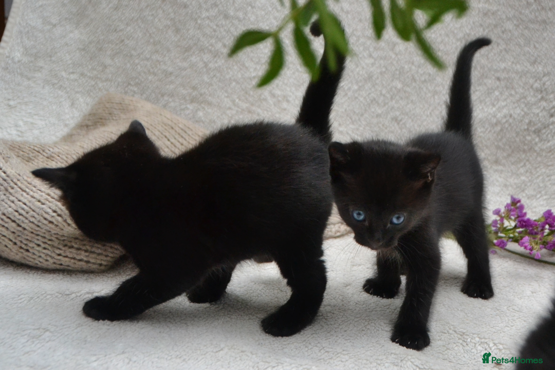 Mixed Breed cats for sale: Beatiful Maine-Coone/Bombay Kittens - Image 11