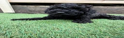 Cavapoochon dogs for sale: Mini F1b CAVAPOOCHON 1 BLACK GIRL LEFT  - Advert 9