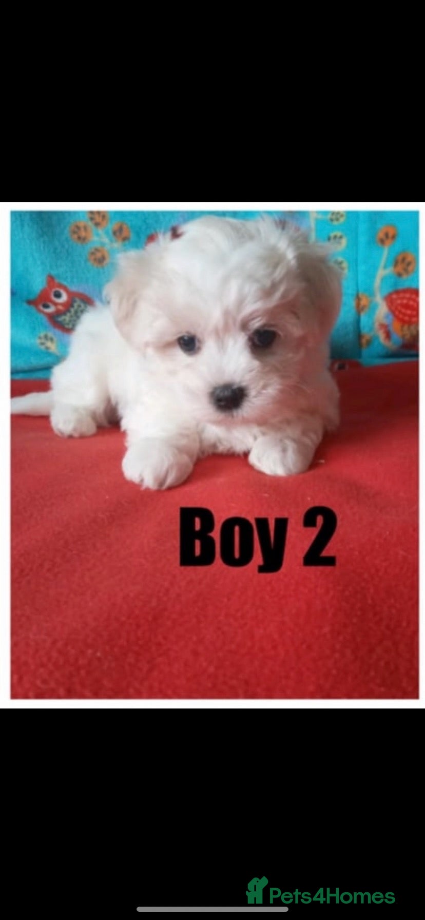 Maltipoo dogs for sale: Maltipoo puppies  - Advert 1
