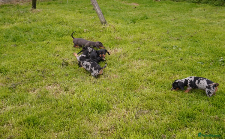 Miniature Dachshund dogs - Advert 15