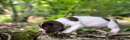 English Springer Spaniel dogs for sale: KC Registered English Springer Spaniel Puppies - Advert 9