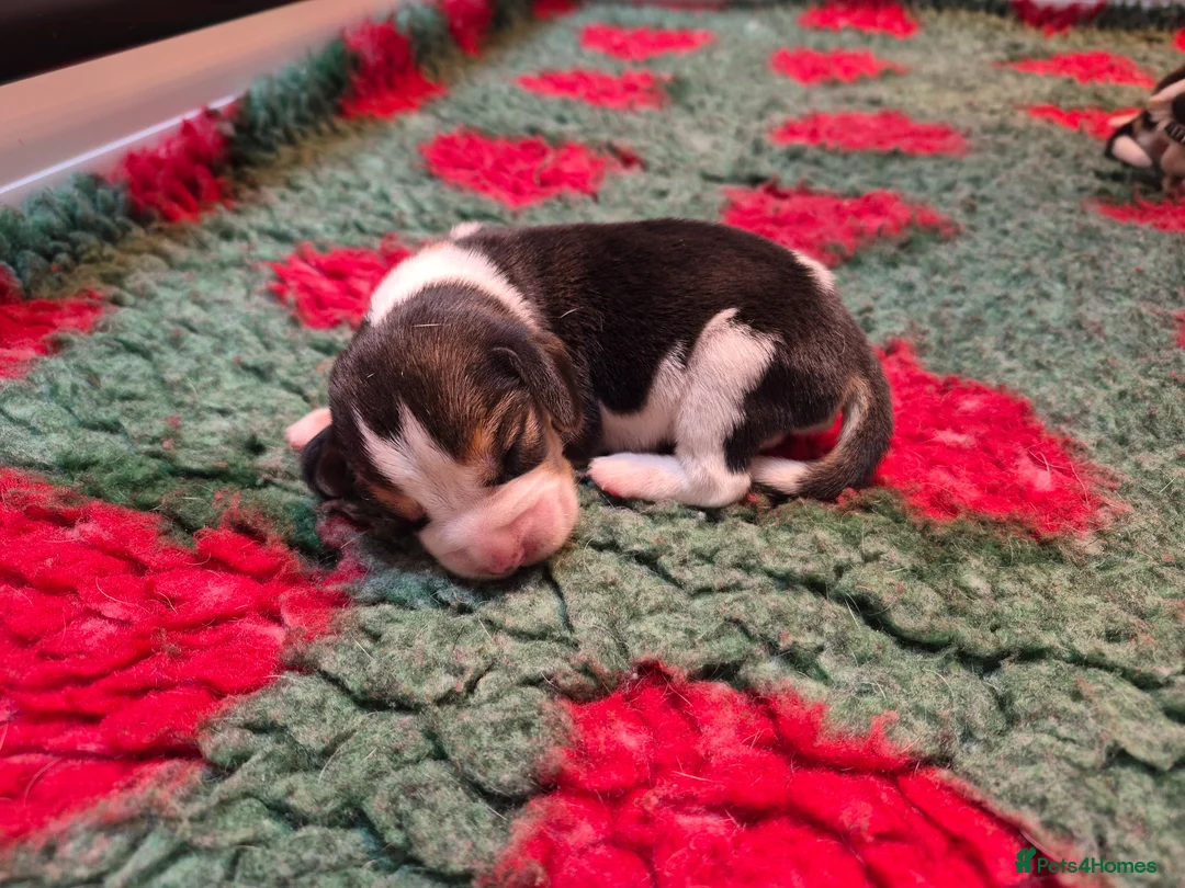 Beagle dogs for sale: Stunning litter kc reg Beagle puppies - Advert 2