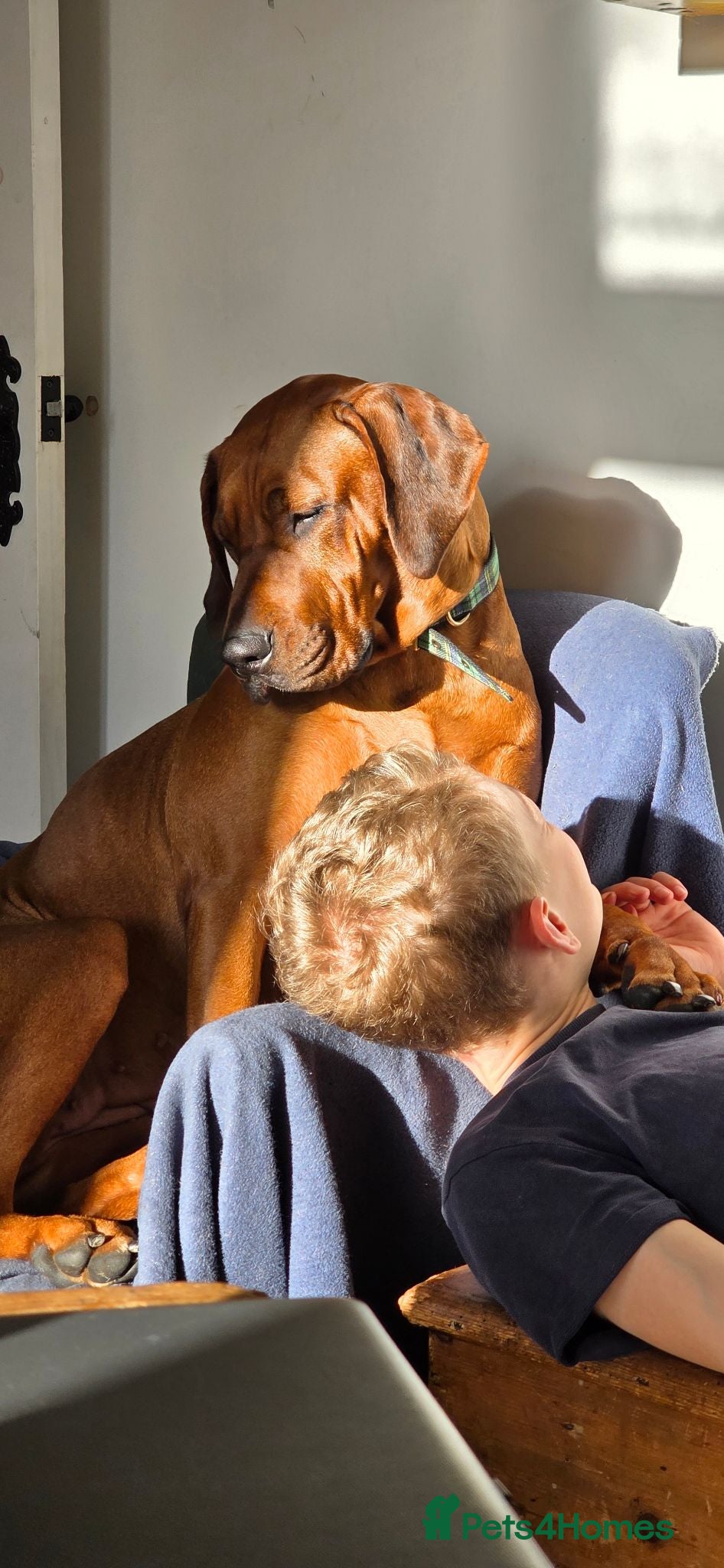 Rhodesian Ridgeback dogs Utterly Gorgeous Rhodesian Ridgeback Puppies - Advert 3