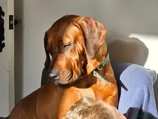 Rhodesian Ridgeback dogs Utterly Gorgeous Rhodesian Ridgeback Puppies - Advert 3