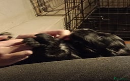 Cocker Spaniel dogs for sale: Working Cocker Spaniels  - Image 7