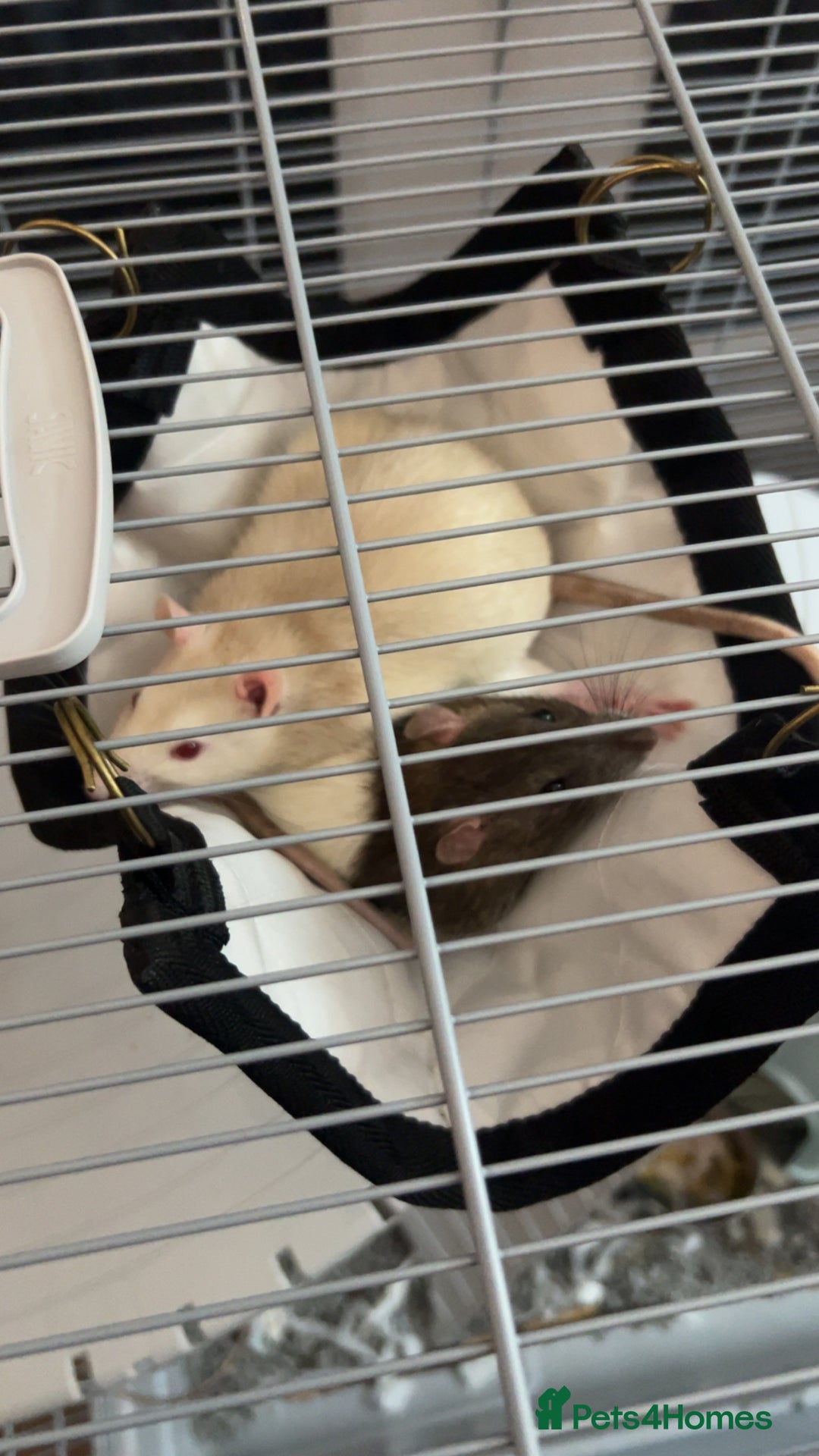 Rat rodents for sale: X2 male rats  - Image 2