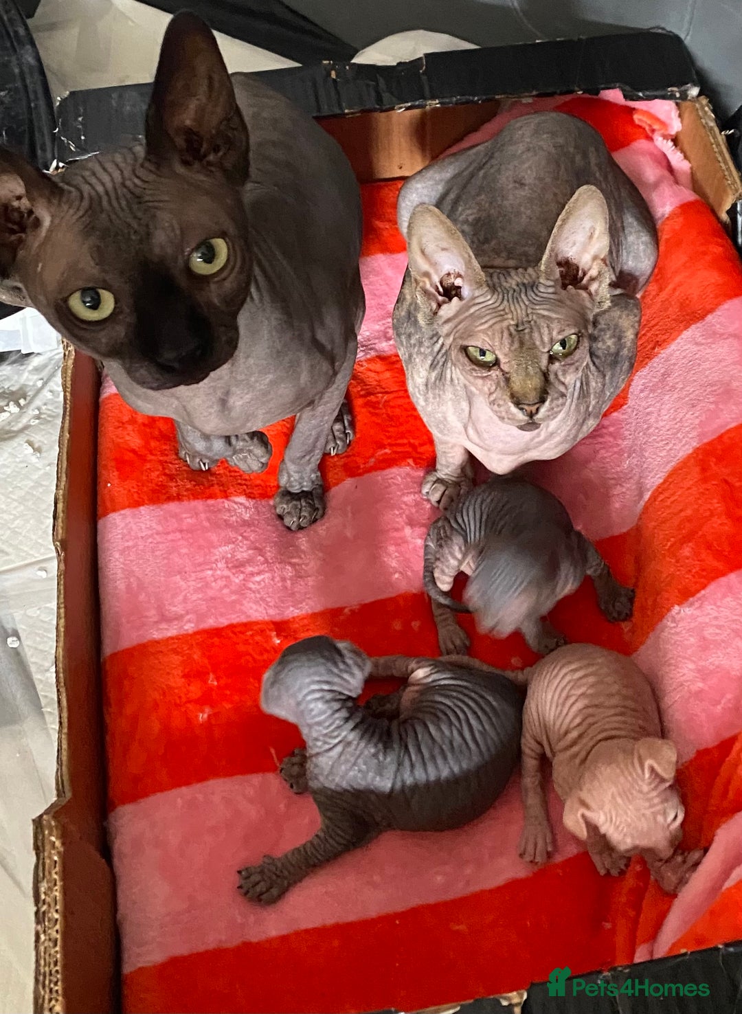 Sphynx cats for sale: Beautiful sphynx kittens - Image 2