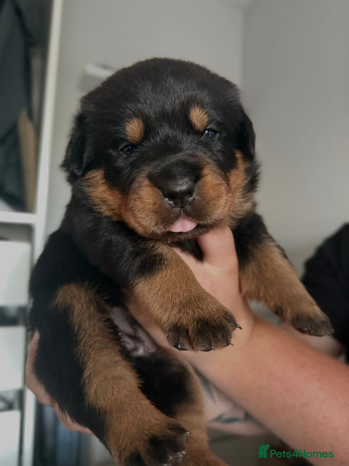 Rottweiler dogs small Beautiful Rottweiler Litter - Advert 3