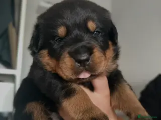 Rottweiler dogs Gorgeous Chunky Rottweiler Puppies - Advert 3
