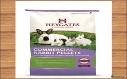 Mini Lop rabbits for sale: Beautiful purebred mini lop eared kits  - Image 13