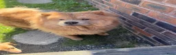 Chow Chow dogs for sale: 🐻 Exceptional KC Registered Chow Chows 🐻 - Advert 6
