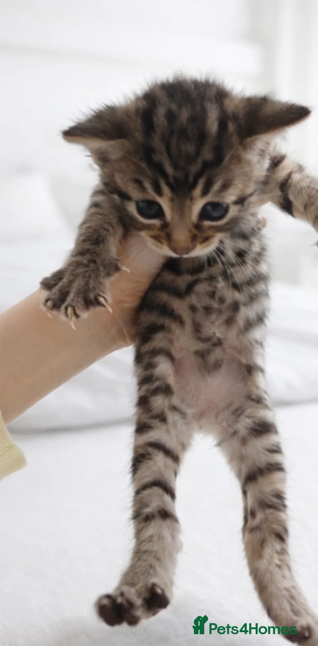 Mixed Breed cats for sale: 3 Beautiful boys ready for new home  - Advert 4