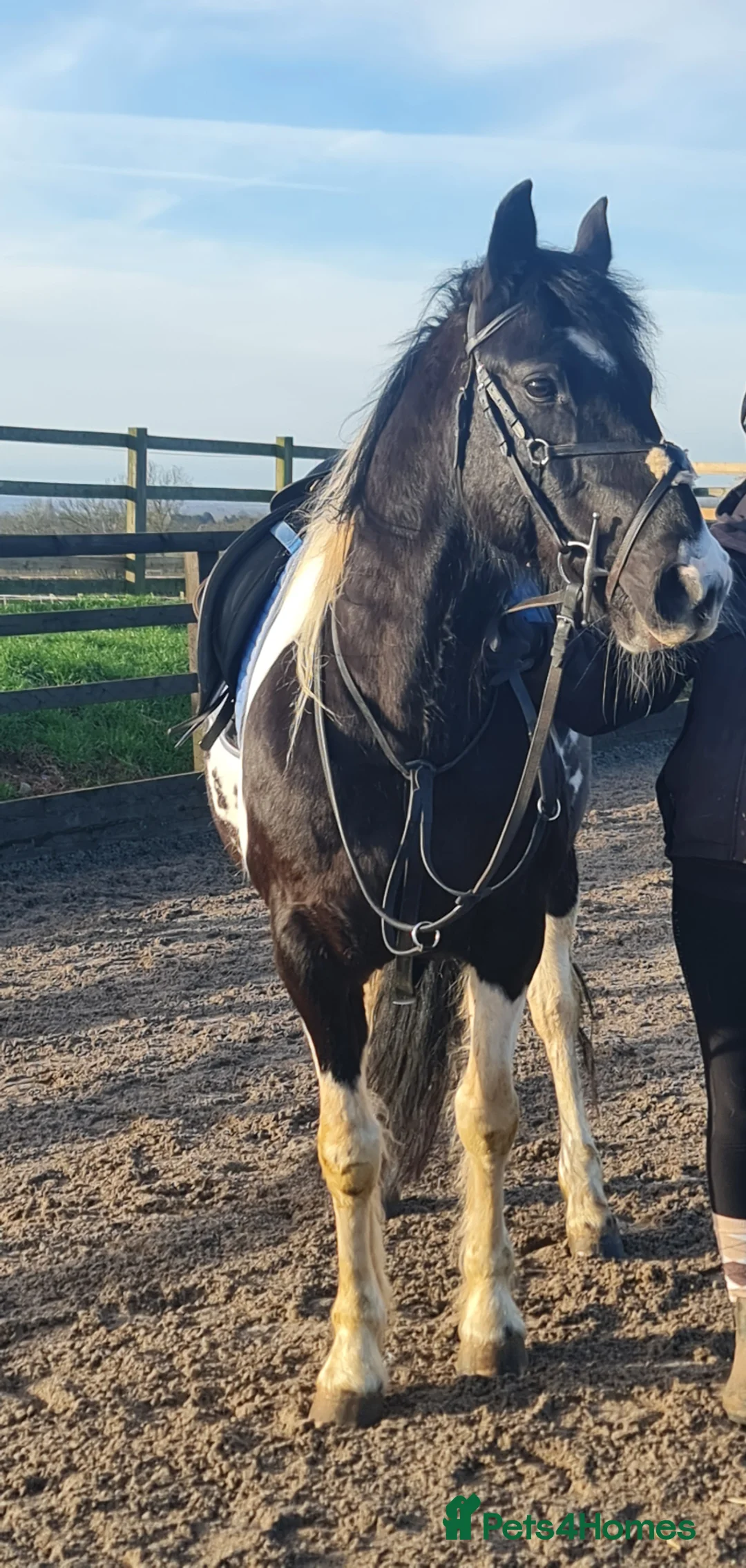 American Standardbred horses for sale: Beautiful 14.2 Gelding - project  in Nottingham - Advert 1