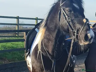 American Standardbred horses Beautiful 14.2 Gelding - project - Advert 2