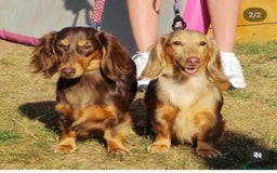 Miniature Dachshund dogs for sale: 🐶 Beautiful Longhaired miniature dachshund pups  - Image 17