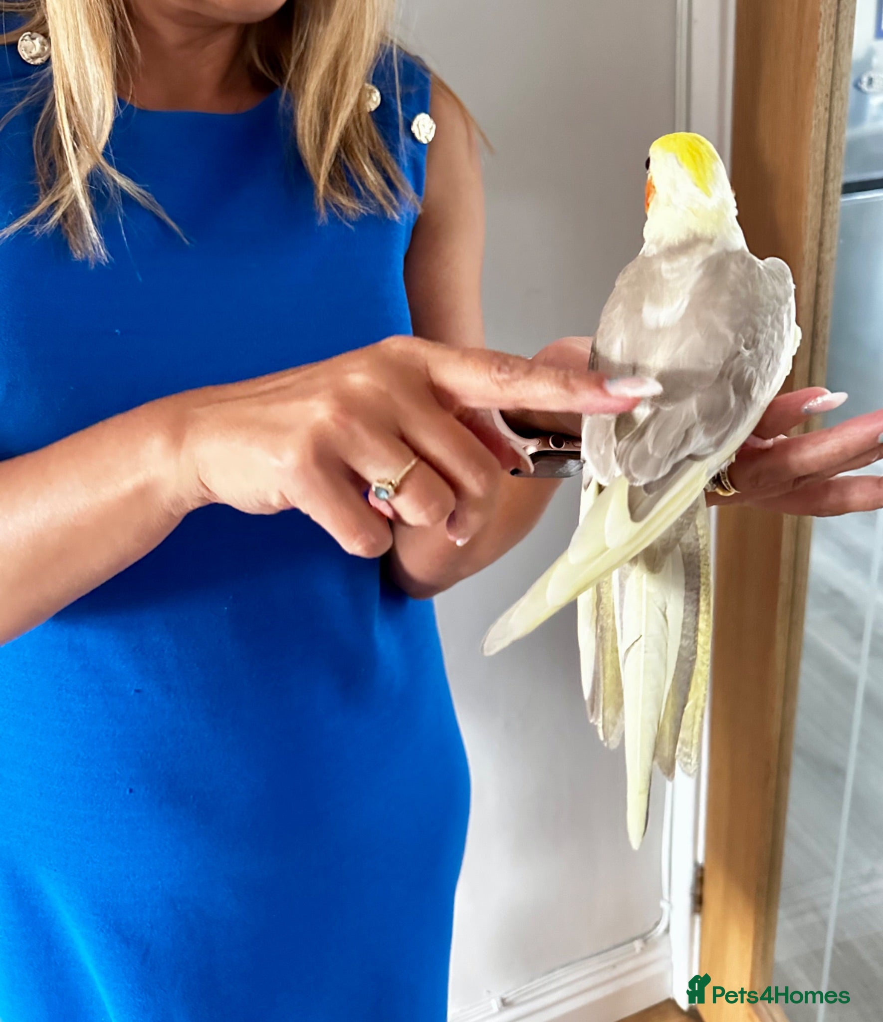 Cockatiels birds Hand reared cockatiels  - Advert 2