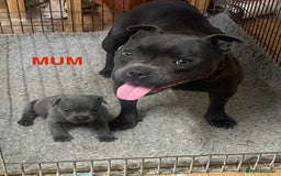 Staffordshire Bull Terrier dogs for sale: KC Blue Staffy Female Puppy - Image 4