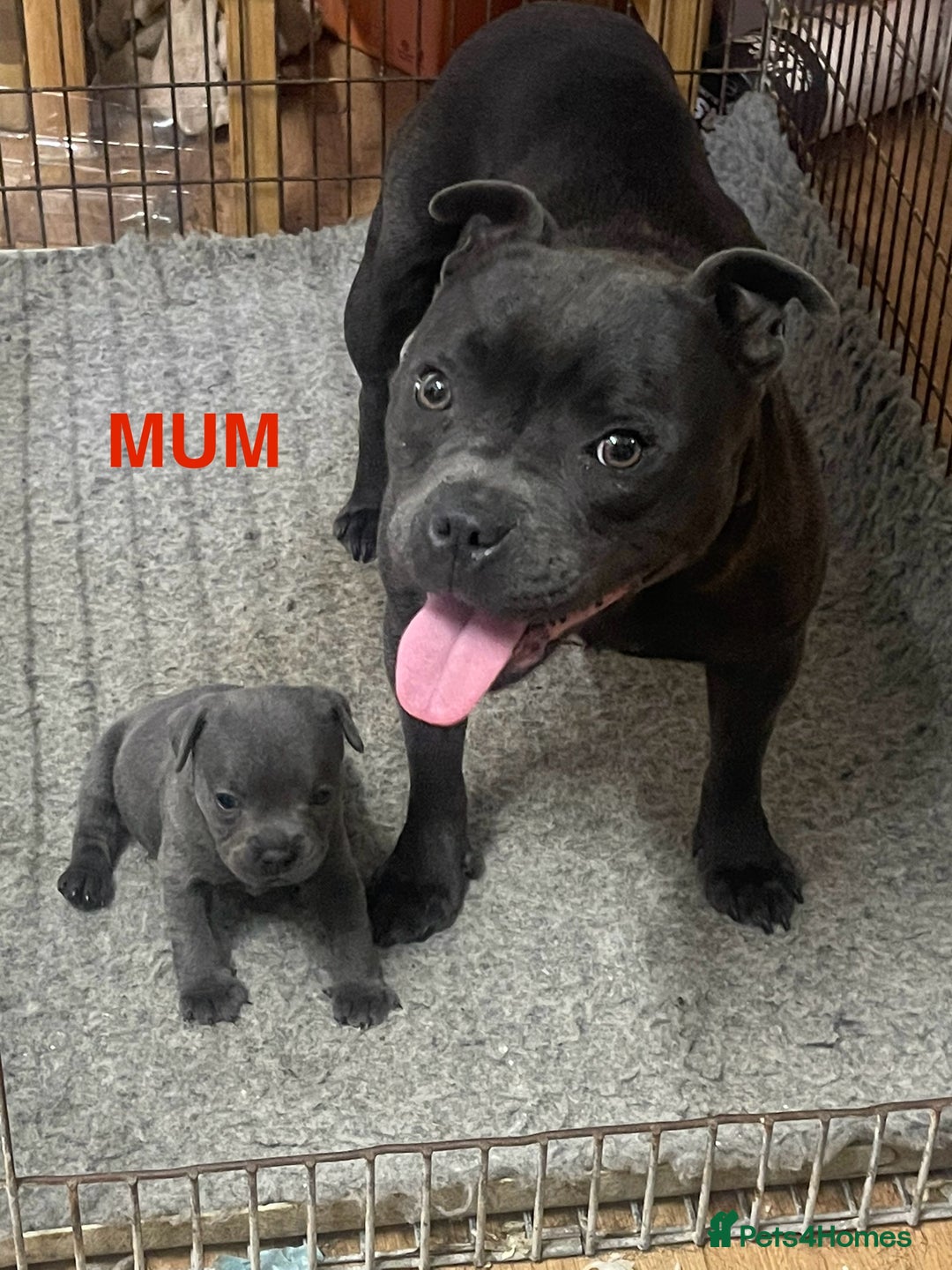 Staffordshire Bull Terrier dogs for sale: KC Blue Staffy Female Puppy - Image 4