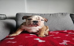 Olde English Bulldogge dogs for sale: English bulldog - Image 4