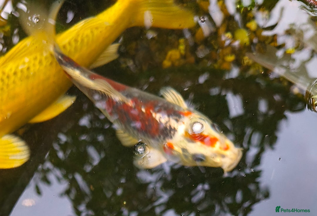 Koi Carp fish for sale: Selection of Koi Carp - Image 7