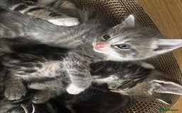 Ragcoon cats for sale: Beautiful Ragcoon Kittens - Image 8