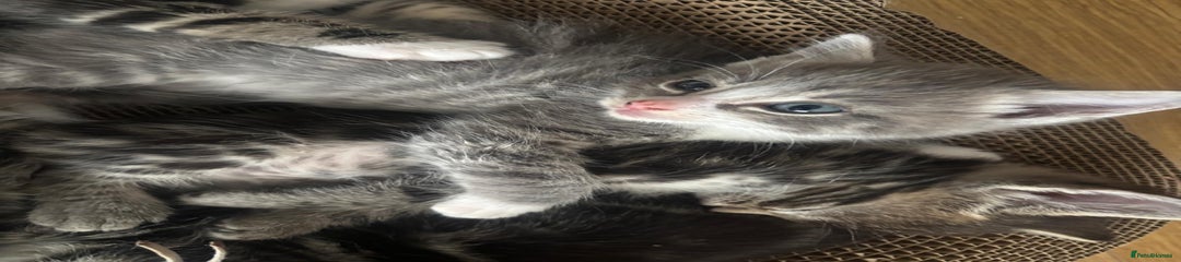Ragcoon Kitten 4