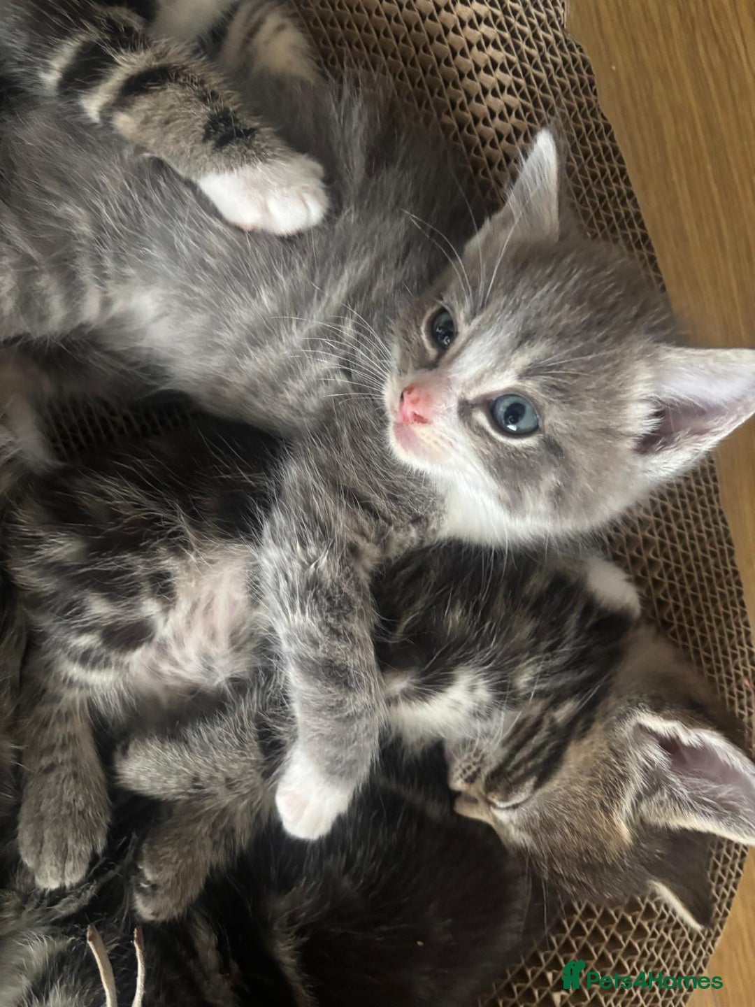 Ragcoon cats for sale: Beautiful Ragcoon Kittens - Image 8