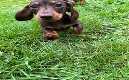 Miniature Dachshund dogs for sale: Last female - miniature dachshund  - Image 3