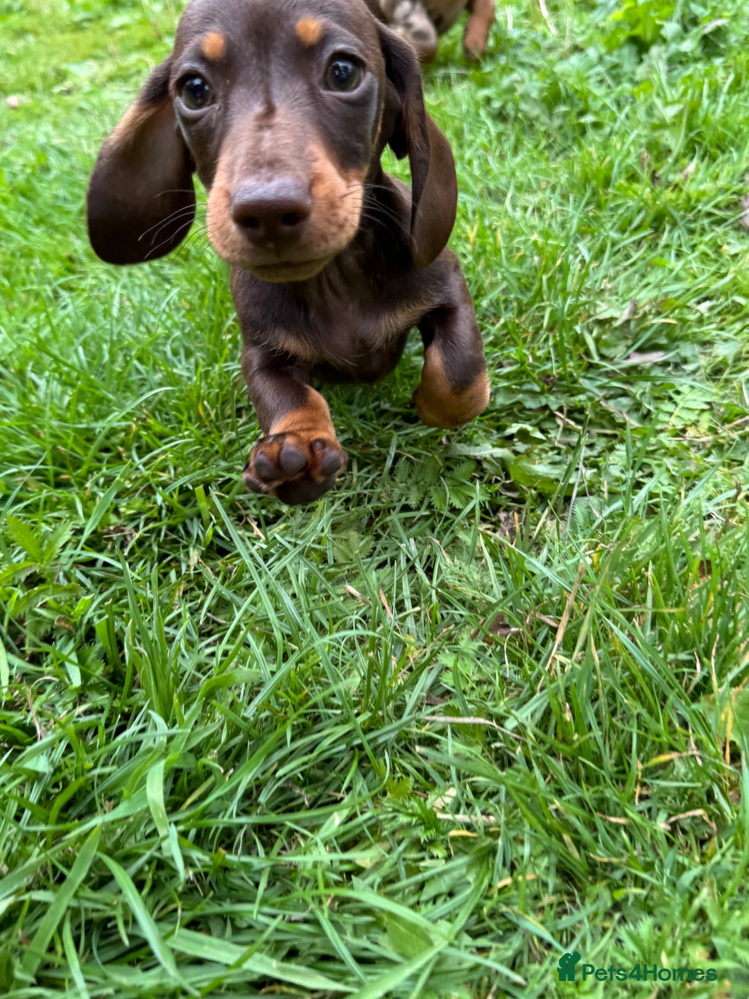 Miniature Dachshund dogs for sale: Last female - miniature dachshund  - Image 3