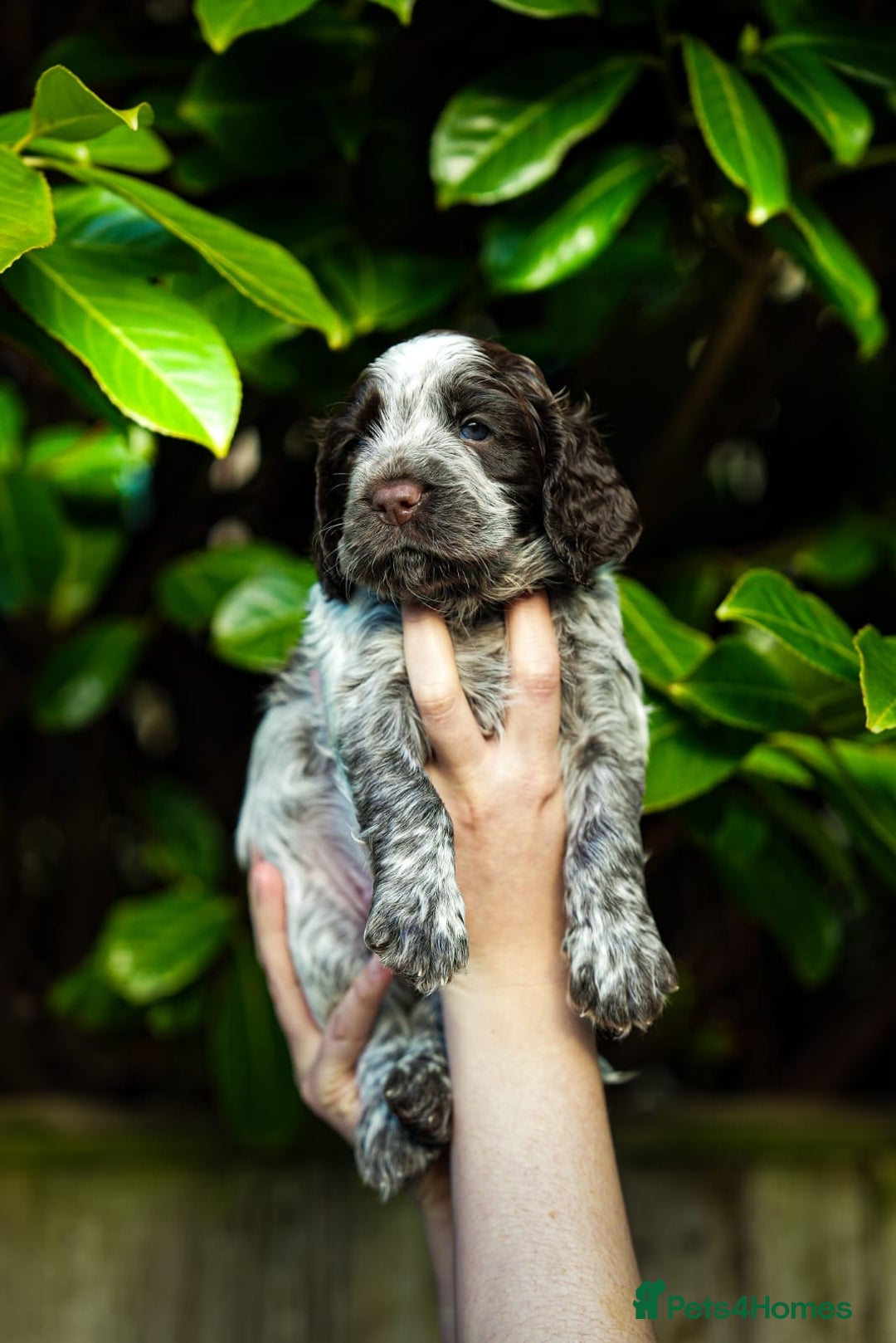 Cocker Spaniel dogs for sale: KC Registered Working Cocker Spaniel Puppies  - Advert 1