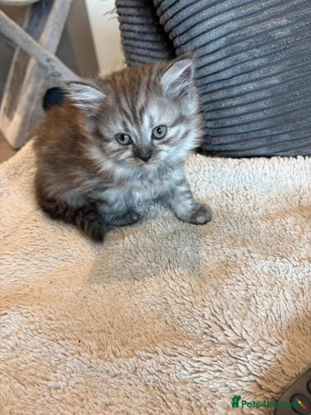 Scottish Fold cats for sale: READY TO GO SCOTTISH FOLD/SHORTHAIR - Advert 2