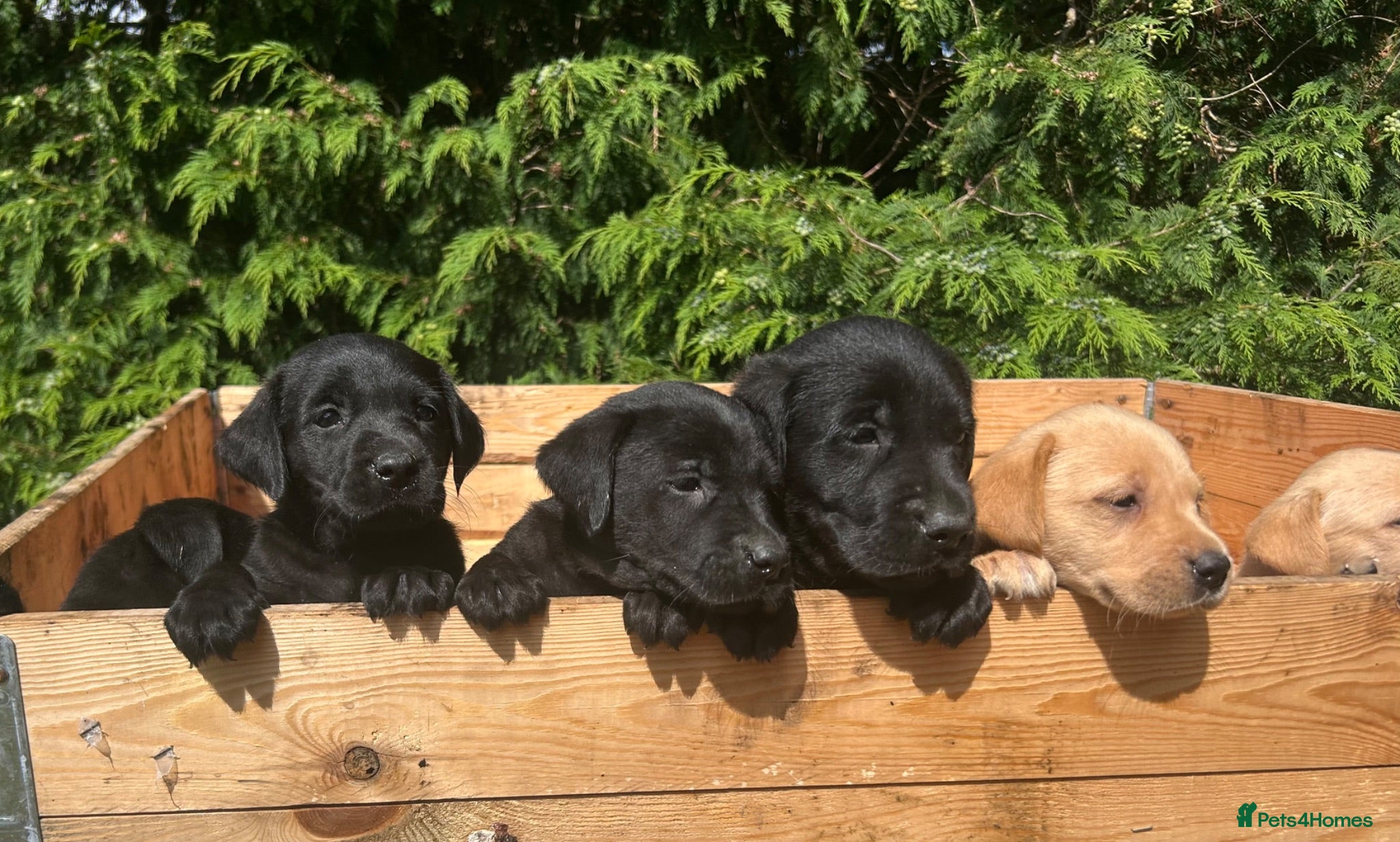 Labrador Retriever dogs KC Registered Labrador puppies  - Advert 3