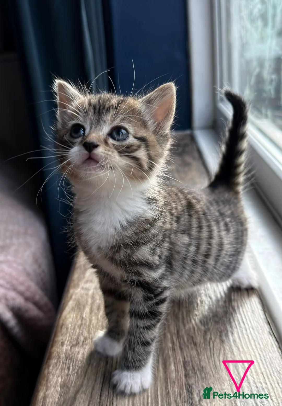 Mixed Breed cats for sale: Maincoon bungalow mix in West Malling - Advert 2