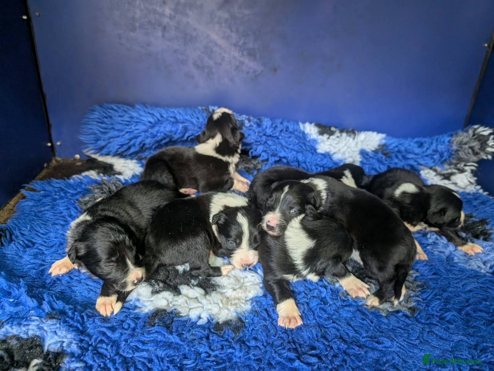 Border Collie dogs Isds registered border collie pups  - Advert 1