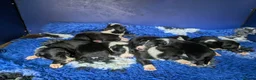 Border Collie dogs for sale: Isds registered border collie pups  - Advert 1