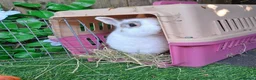Continental Giant rabbits for sale: Super Stud Bunnies Health checked and Vaccinated  - Advert 20