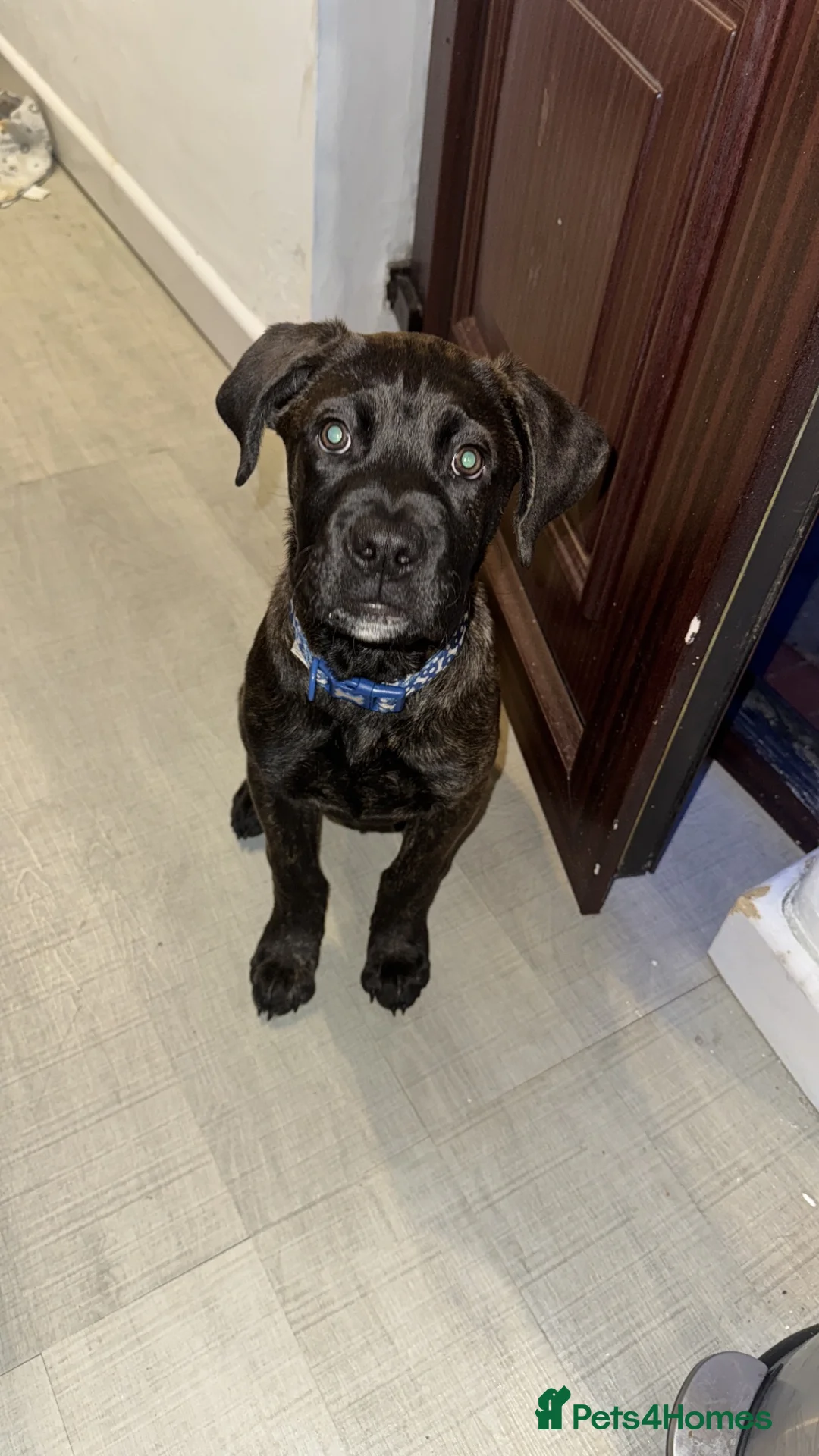 Mixed Breed dogs for sale: Cane corso x for sale in Crewe - Advert 4