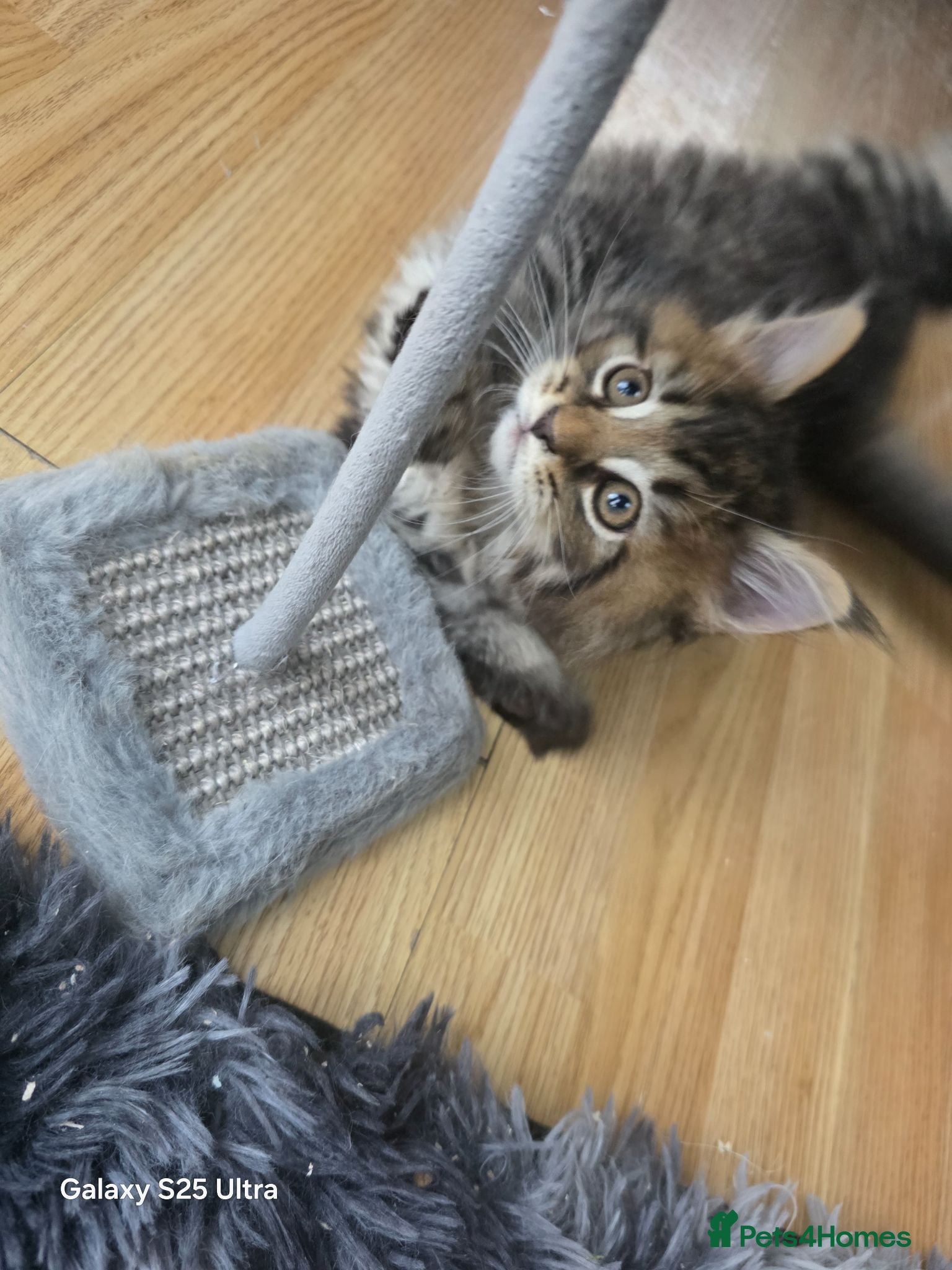 Maine Coon cats Ready now adorable maine coon Kittens 4bs & 1g - Advert 2