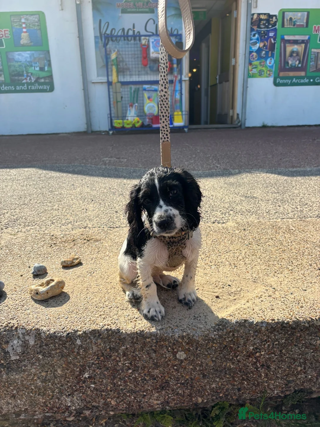 Cocker Spaniel dogs for sale: Cocker spaniel for rehoming  - Advert 11