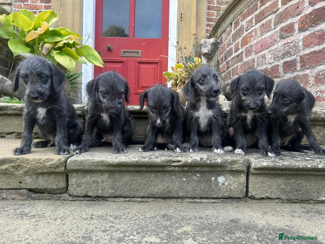 Bedlington Terrier dogs for sale: Fantastic F1 Bedlington x Whippet Puppies  - Image 1
