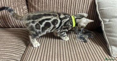 Bengal cats - Advert 15