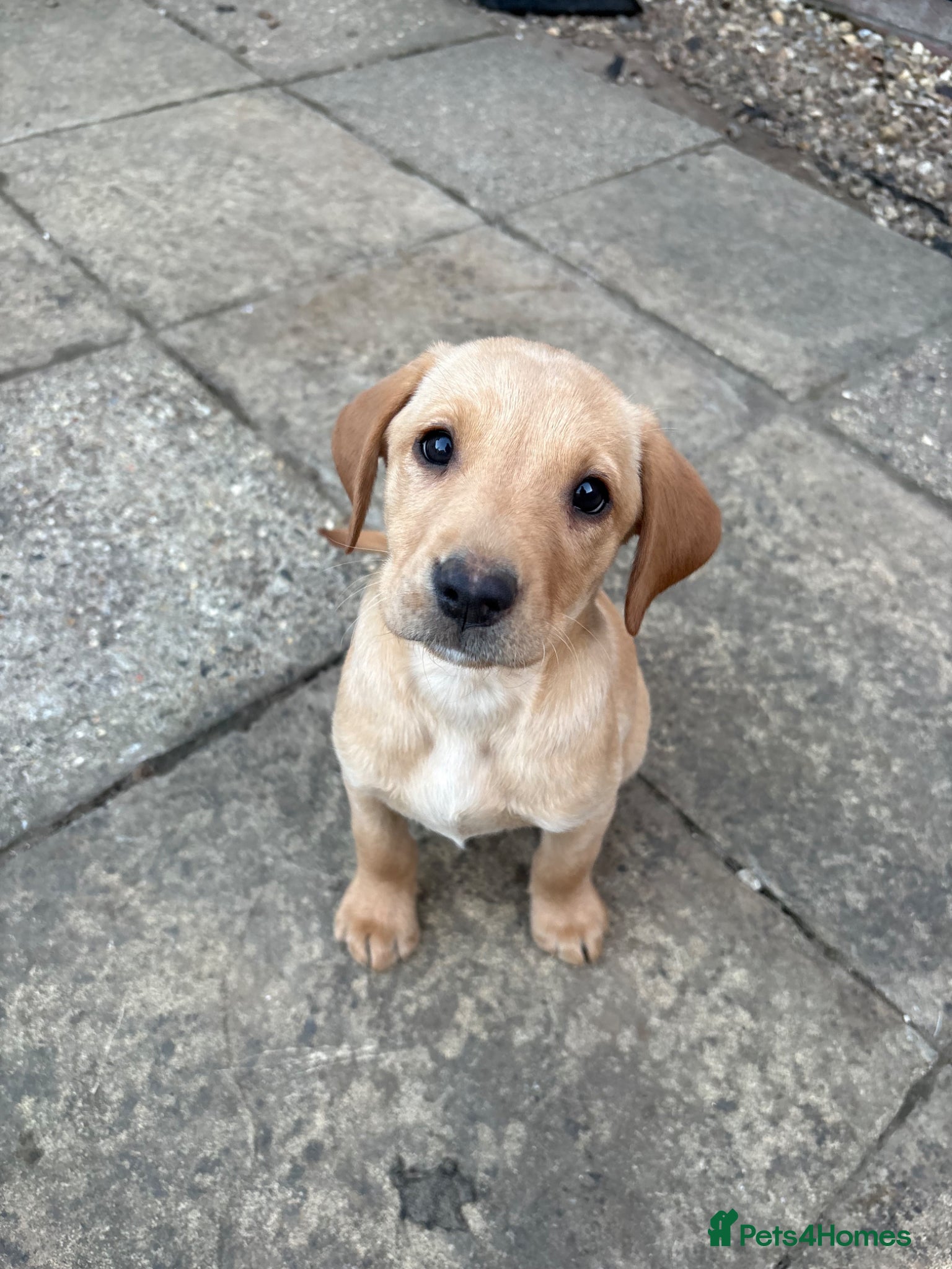 Labrador Retriever dogs Gorgeous kc registered Labrador puppies - Advert 18